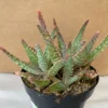 Succulent Plant Medium Aloe 'Purple Haze' Hybrid -Cheap Plantly Store il 794xN.2394016862 d1ov