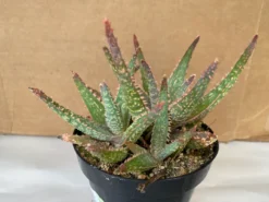 Succulent Plant Medium Aloe 'Purple Haze' Hybrid