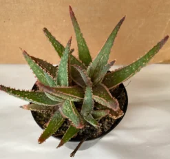 Succulent Plant Medium Aloe 'Purple Haze' Hybrid -Cheap Plantly Store il 794xN.2394016892 8rmo