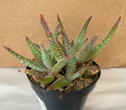 Succulent Plant Medium Aloe 'Purple Haze' Hybrid -Cheap Plantly Store il 794xN.2394016898 4ta8