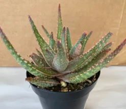 Succulent Plant Medium Aloe 'Purple Haze' Hybrid -Cheap Plantly Store il 794xN.2394016902 6s5d
