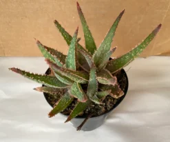 Succulent Plant Medium Aloe 'Purple Haze' Hybrid -Cheap Plantly Store il 794xN.2394016906 qj5e