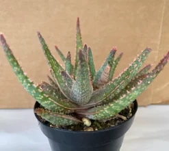 Succulent Plant Medium Aloe 'Purple Haze' Hybrid -Cheap Plantly Store il 794xN.2441640407 nsxl