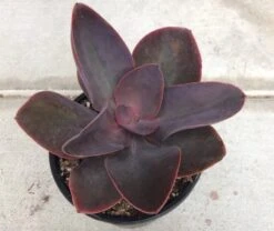 Mature Succulent Plant Echeveria 'Hortencia' Hybrid. -Cheap Plantly Store il 794xN.2462510007 pofw