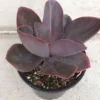 Mature Succulent Plant Echeveria 'Hortencia' Hybrid.