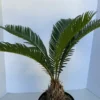 Large Sago Palm 2 Large Sago Palm -Cheap Plantly Store il 794xN.2580180976 9nhi 1