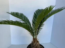 Large Sago Palm -Cheap Plantly Store il 794xN.2580180976 9nhi