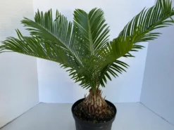 Large Sago Palm -Cheap Plantly Store il 794xN.2580181314 ppd6