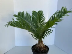Large Sago Palm -Cheap Plantly Store il 794xN.2627843215 kqs6