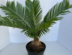 Large Sago Palm -Cheap Plantly Store il 794xN.2627843361 g1hi