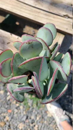 New Release -Cheap Plantly Store il 794xN.3227699291 8jw6