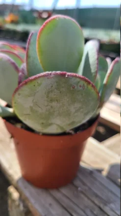 Succulent Plant Medium Silver Dollar Jade -Cheap Plantly Store il 794xN.3227699349 7tlb 1