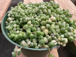 Mature Succulent Plant Variegated String Of Pearls 18 Mature Succulent Plant Variegated String Of Pearls -Cheap Plantly Store il 794xN.3449024694 507o