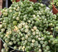 Mature Succulent Plant Variegated String Of Pearls 19 Mature Succulent Plant Variegated String Of Pearls -Cheap Plantly Store il 794xN.3449024698 mttv 1