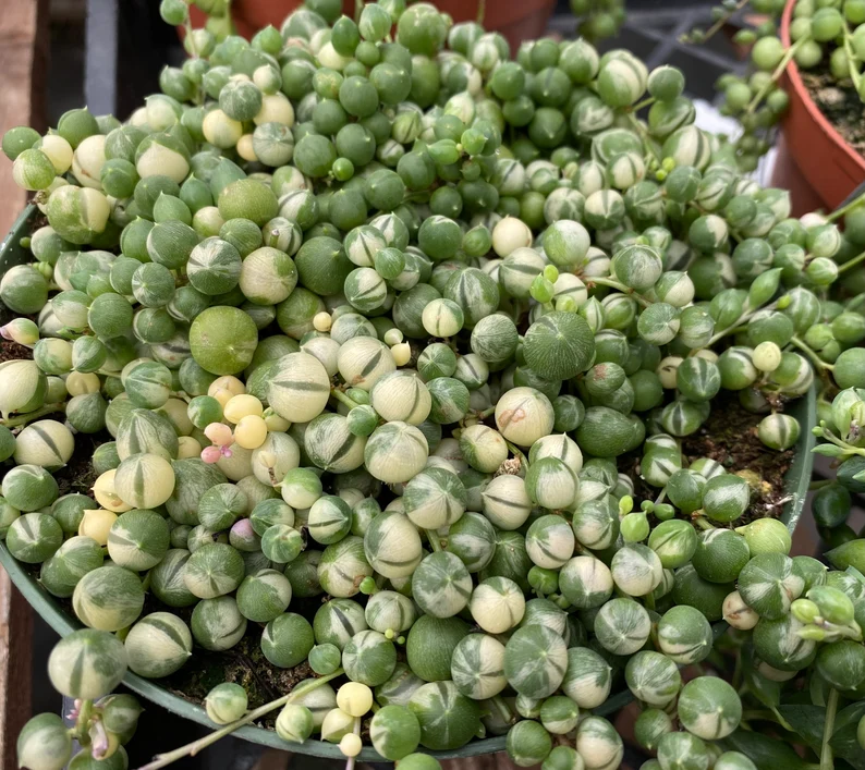 Mature Succulent Plant Variegated String Of Pearls 11 Mature Succulent Plant Variegated String Of Pearls - Image 9
