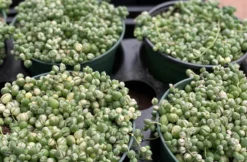 Mature Succulent Plant Variegated String Of Pearls 15 Mature Succulent Plant Variegated String Of Pearls -Cheap Plantly Store il 794xN.3449024700 ojvr