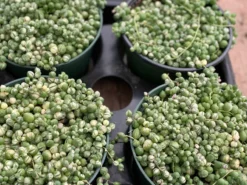 Mature Succulent Plant Variegated String Of Pearls 14 Mature Succulent Plant Variegated String Of Pearls -Cheap Plantly Store il 794xN.3449024718 kpt6