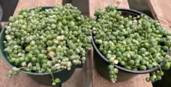 Mature Succulent Plant Variegated String Of Pearls 12 Mature Succulent Plant Variegated String Of Pearls -Cheap Plantly Store il 794xN.3449024834 g6xa