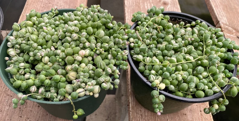 Mature Succulent Plant Variegated String Of Pearls 4 Mature Succulent Plant Variegated String Of Pearls - Image 2