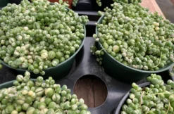 Mature Succulent Plant Variegated String Of Pearls 13 Mature Succulent Plant Variegated String Of Pearls -Cheap Plantly Store il 794xN.3449024846 1cbo