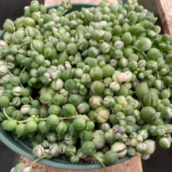 Mature Succulent Plant Variegated String Of Pearls 17 Mature Succulent Plant Variegated String Of Pearls -Cheap Plantly Store il 794xN.3496688613 chzc