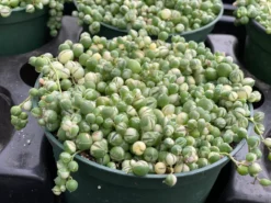 Mature Succulent Plant Variegated String Of Pearls 16 Mature Succulent Plant Variegated String Of Pearls -Cheap Plantly Store il 794xN.3496688653 3i81