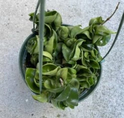 Succulent Plant Large Green Hindu Hoya. -Cheap Plantly Store il 794xN.3672812916 hklh