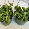 Succulent Plant Large Green Hindu Hoya. -Cheap Plantly Store il 794xN.3672813044 ezgv