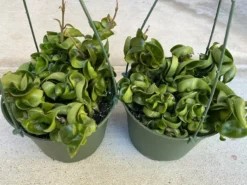Succulent Plant Large Green Hindu Hoya.