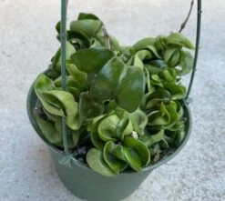 Succulent Plant Large Green Hindu Hoya. -Cheap Plantly Store il 794xN.3720413445 nmqh