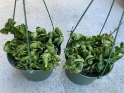 Succulent Plant Large Green Hindu Hoya. -Cheap Plantly Store il 794xN.3720413539 a7ei