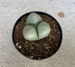 Succulent Plant Small Argyroderma -Cheap Plantly Store il 794xN.3901107188 g4i3