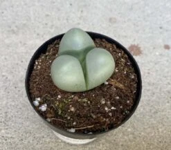 Succulent Plant Small Argyroderma -Cheap Plantly Store il 794xN.3901107206 iuy9