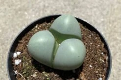 Succulent Plant Small Argyroderma -Cheap Plantly Store il 794xN.3901107222 7rcg