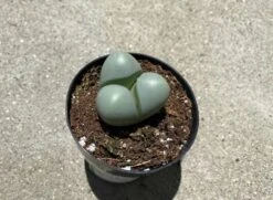 Succulent Plant Small Argyroderma -Cheap Plantly Store il 794xN.3948605587 9zws