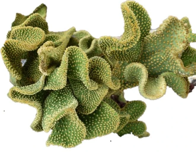 Cactus -Opuntia Microdasys Var. Pallida F. Cristata 3 Cactus -Opuntia Microdasys Var. Pallida F. Cristata