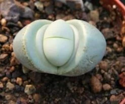 Succulent Plant Small Argyroderma -Cheap Plantly Store il 794xN.541131569 liqt