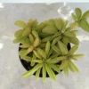 Medium Succulent Plant Peperomia Dolabriformis. -Cheap Plantly Store il 794xN.609203500 7st0