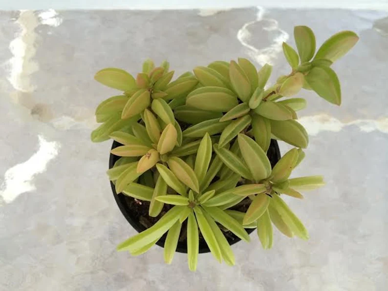 Medium Succulent Plant Peperomia Dolabriformis. 3 Medium Succulent Plant Peperomia Dolabriformis.