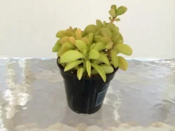 Medium Succulent Plant Peperomia Dolabriformis. 5 Medium Succulent Plant Peperomia Dolabriformis. -Cheap Plantly Store il 794xN.609203542 c7a3