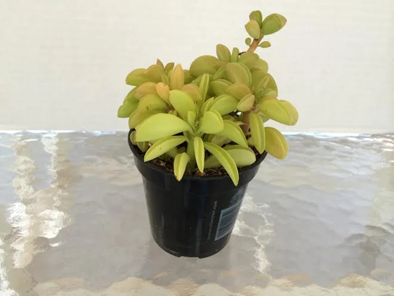 Medium Succulent Plant Peperomia Dolabriformis. 4 Medium Succulent Plant Peperomia Dolabriformis. - Image 2