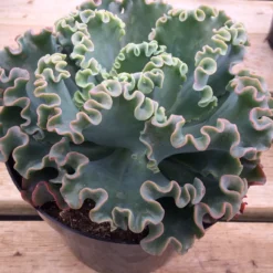 Succulent Plant Mature Sea Dragon. -Cheap Plantly Store il 794xN.921476740 3khf