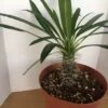 Large Madagascar Palm | A Very Unique And Beautiful Cactus 2 Large Madagascar Palm | A Very Unique And Beautiful Cactus -Cheap Plantly Store il fullxfull.1033953782 4zx6
