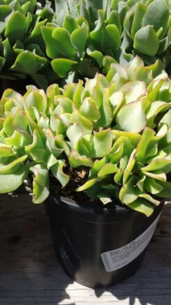 Large Succulent Plant Ripple Jade Wavy Rippled Green Petals Wonderful Addition To Drought Tolerant Landscape -Cheap Plantly Store il fullxfull.1046679247 afa1