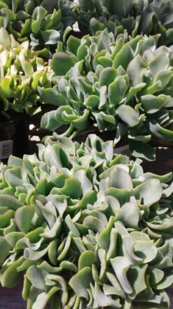Large Succulent Plant Ripple Jade Wavy Rippled Green Petals Wonderful Addition To Drought Tolerant Landscape -Cheap Plantly Store il fullxfull.1046679331 802c