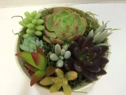 Medium Succulent Arrangement In An Antique White Pail Planter. Beautiful, Completely Assembled Dish Garden. -Cheap Plantly Store il fullxfull.1064660410 50rd