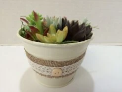 Medium Succulent Arrangement In An Antique White Pail Planter. Beautiful, Completely Assembled Dish Garden. -Cheap Plantly Store il fullxfull.1111241595 44su