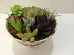 Medium Succulent Arrangement In An Antique White Pail Planter. Beautiful, Completely Assembled Dish Garden. -Cheap Plantly Store il fullxfull.1111241691 9ag5