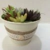 Medium Succulent Arrangement In An Antique White Pail Planter. Beautiful, Completely Assembled Dish Garden. -Cheap Plantly Store il fullxfull.1111241693 mhqr