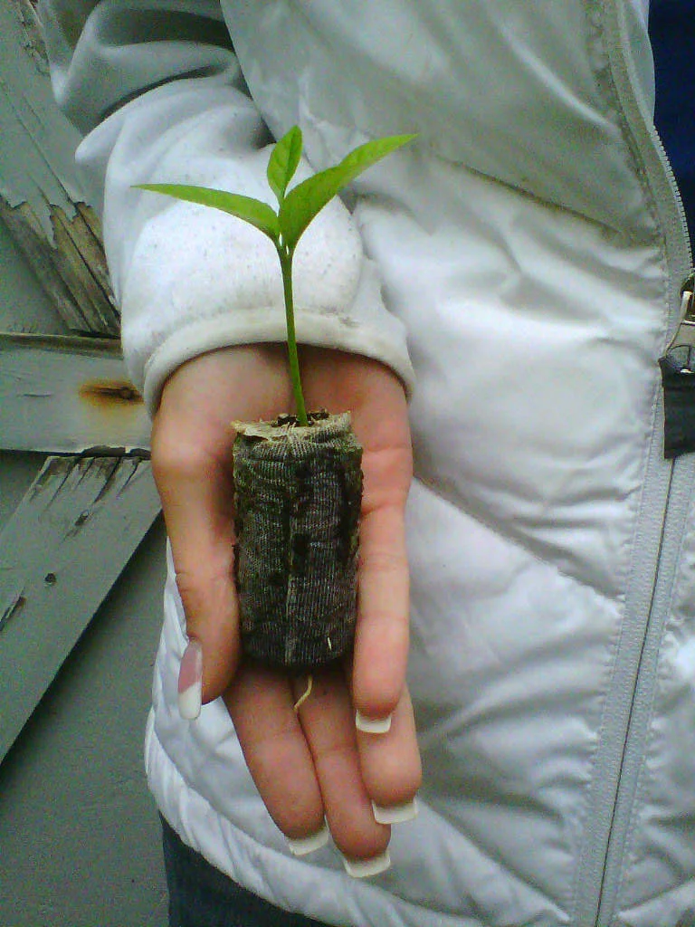 TreesAgain Meyer Lemon Trees - Citrus Meyeri - 3 Starter Plugs 4 TreesAgain Meyer Lemon Trees - Citrus Meyeri - 3 Starter Plugs - Image 2